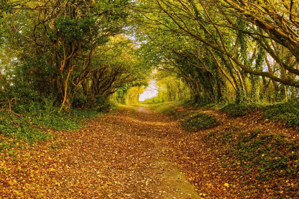 Halnaker trees