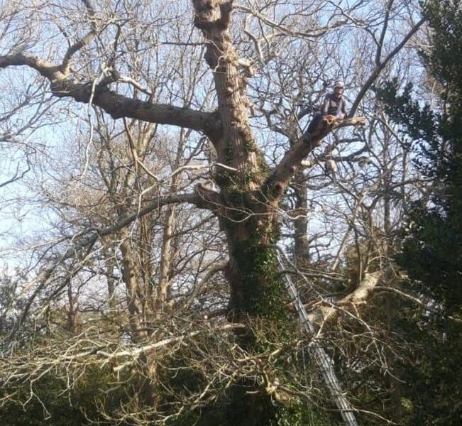 large tree being cut back 1