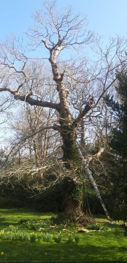 large tree being cut back