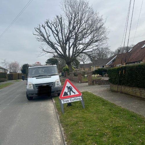 oak tree surgery cutback during
