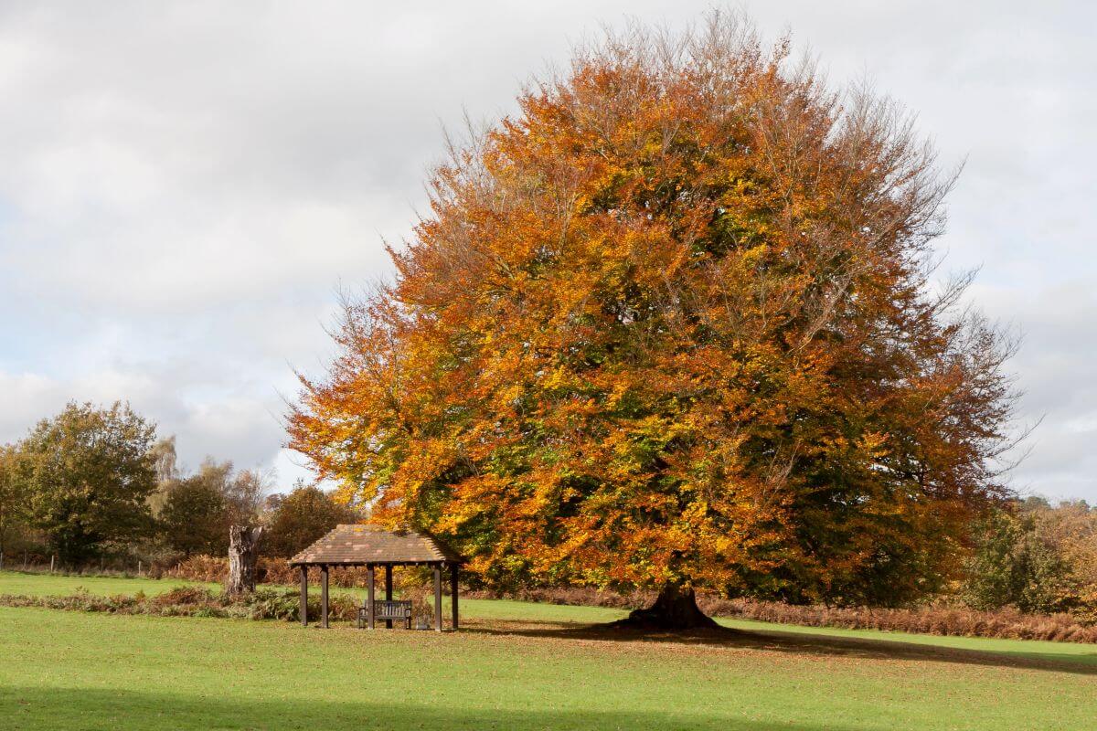 Understanding Tree Preservation Orders (TPOs) & UK Tree Laws