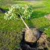 planting small tree