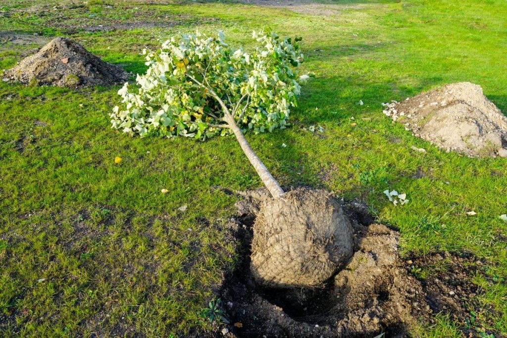 planting small tree