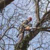 pruning large tree with chainsaw