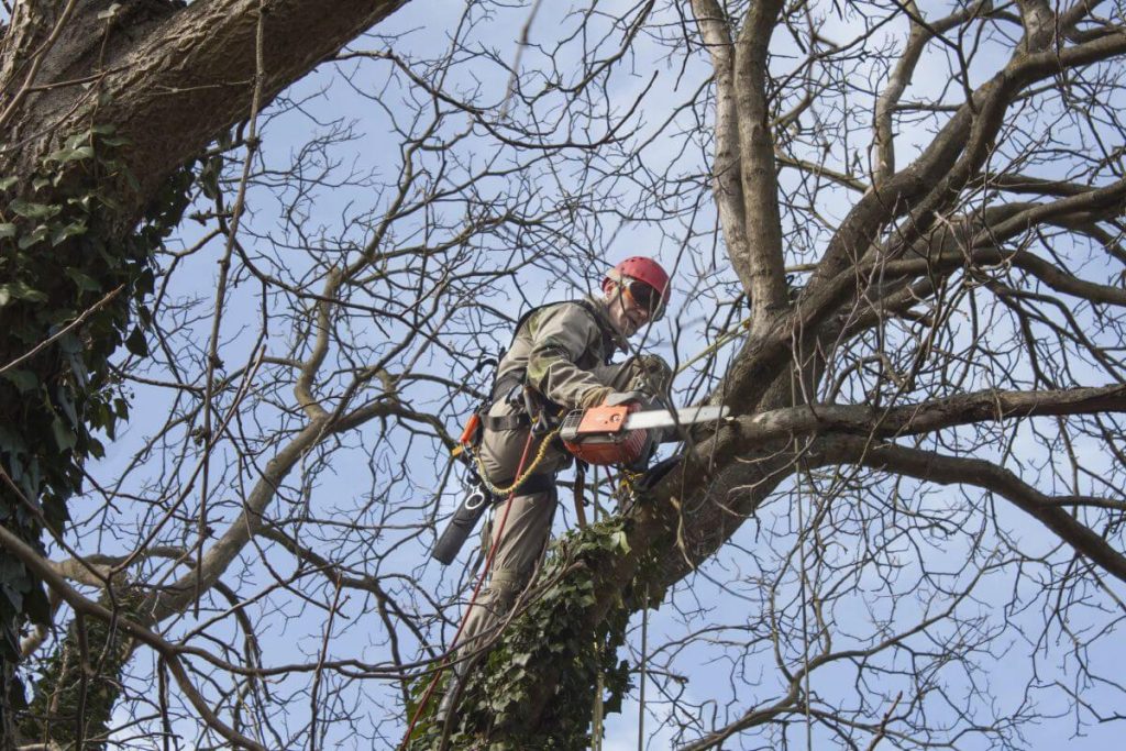 pruning large tree with chainsaw