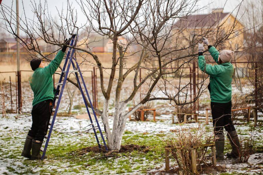 pruning trees for winter