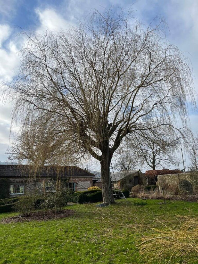 tree before pruning