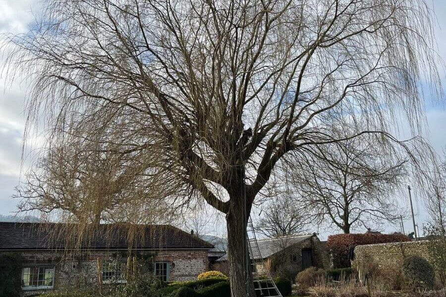 tree before pruning