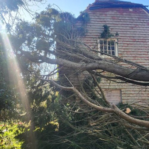 tree fallen in storm damage