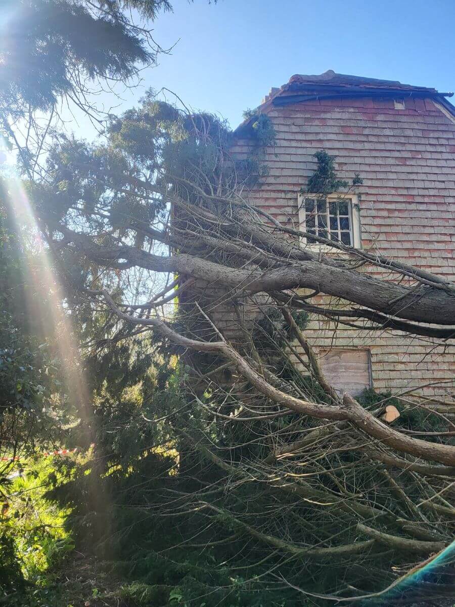 What to Do If a Tree Falls in Your Garden After a Storm