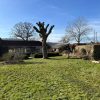 tree stump in garden