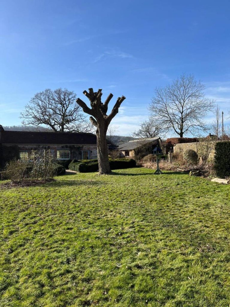 tree stump in garden