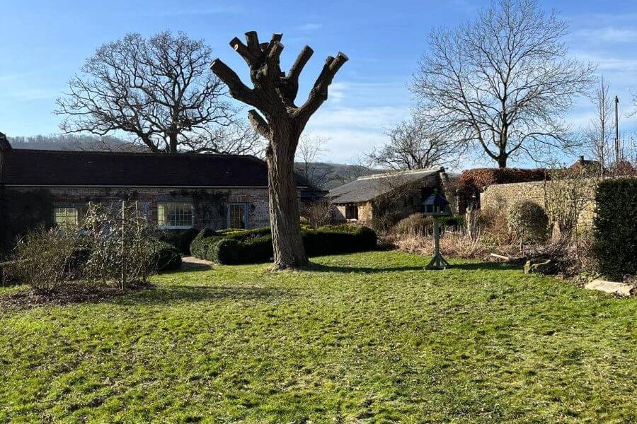 tree stump in garden